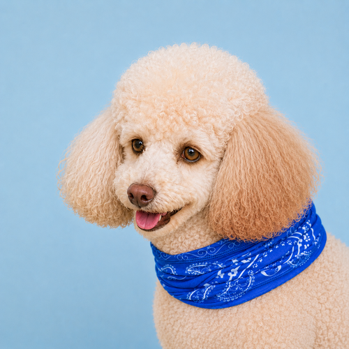 Bandana Pup Scruff